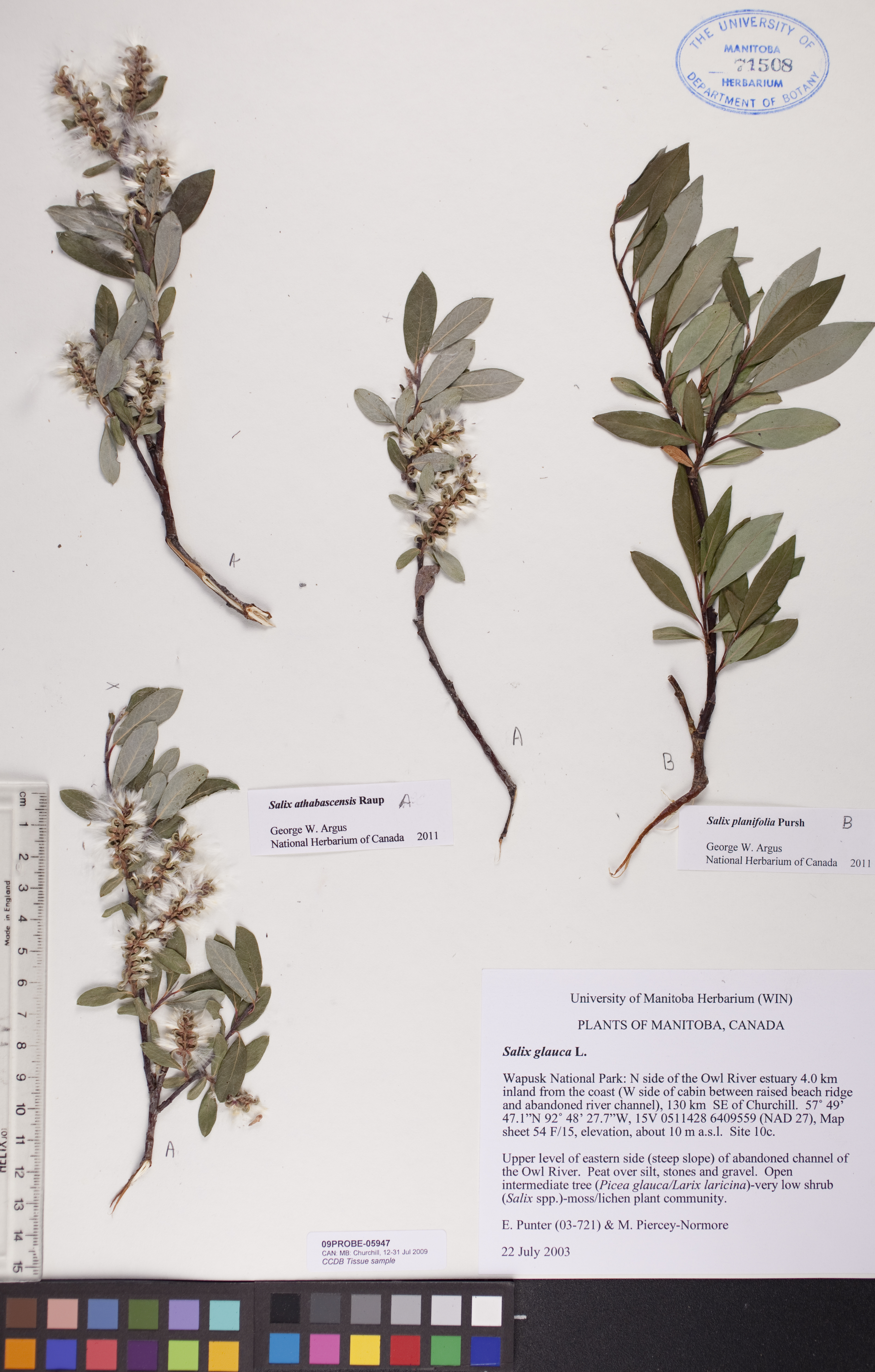 Salix athabascensis image